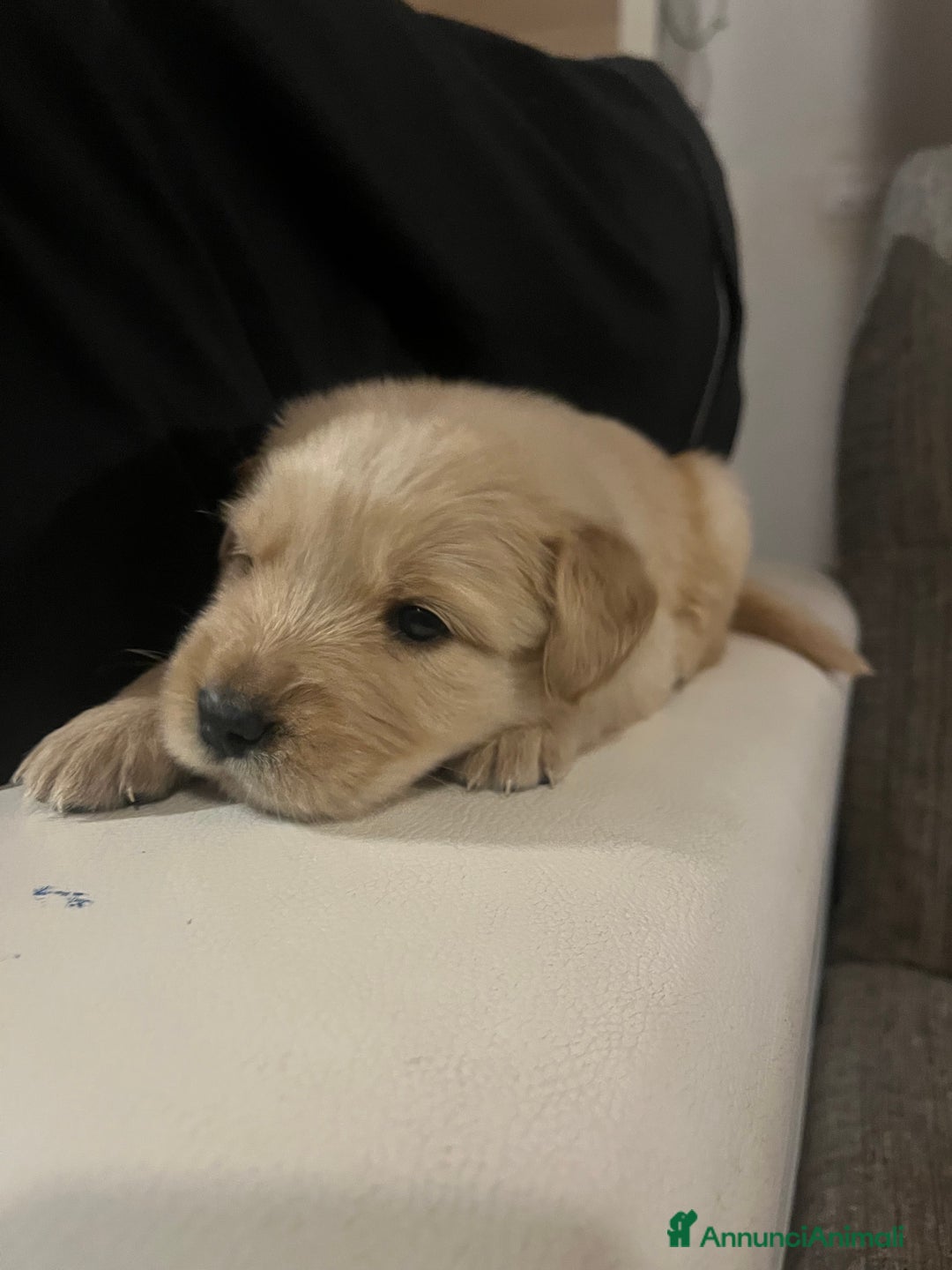 Golden Retriever cani in vendita: Cucciolo di Golden retriver anglo americani  - Annuncio 4