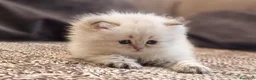 British gatti in vendita: PEDIGREE DA RIPRODUZIONE BRITISH LONGHAIR POINT  - Annuncio 9