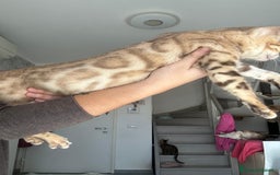 Bengala gatti in vendita: Cuccioli di Bengala  - Annuncio 3