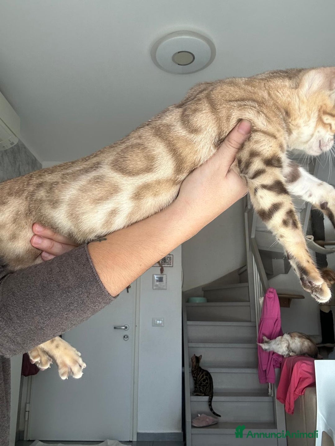 Bengala gatti in vendita: Cuccioli di Bengala  - Annuncio 3