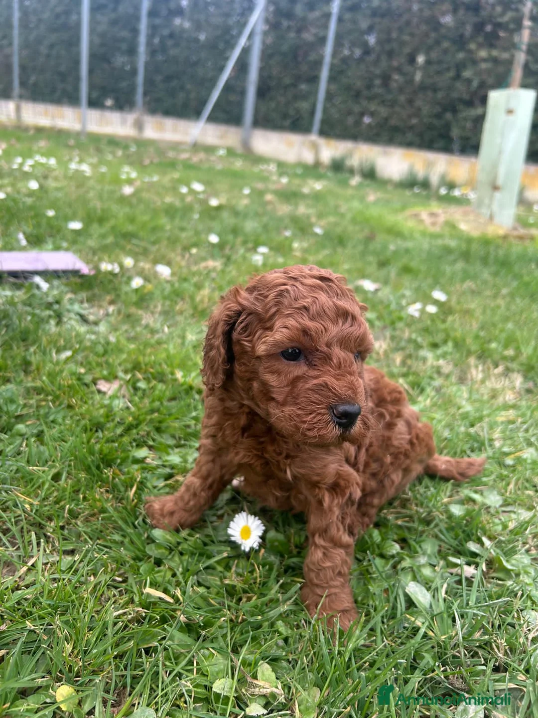 Barboncino Toy cani in vendita: Cuccioli barboncino toy  a Provincia di Ravenna - Annuncio 2