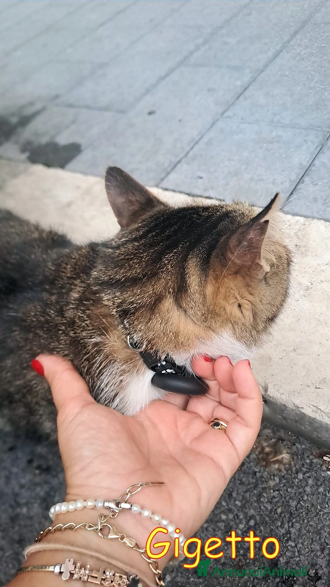 Europeo gatti in regalo: UN AIUTO PER GIGETTO 🙏🐱 - Annuncio 2