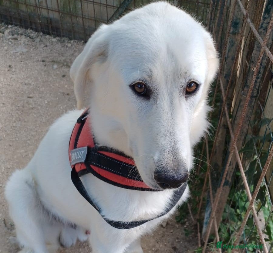 Meticcio cani IL DOLCISSIMO DEMYR  a Città metropolitana di Roma Capitale - Annuncio 2