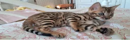 Bengala gatti in vendita: Cuccioli bengala stupendi a Provincia di Ancona - Annuncio 6
