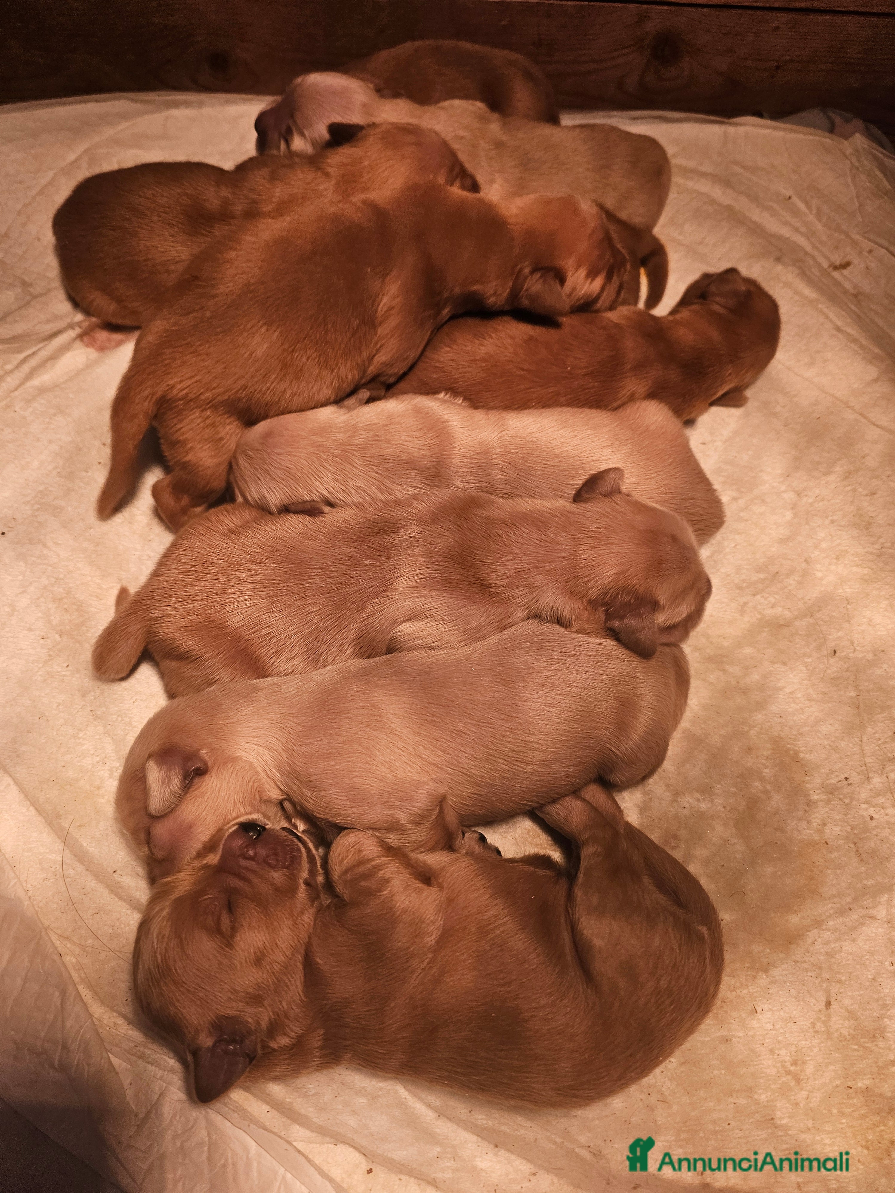 Golden Retriever cani CUCCIOLI GOLDEN RETRIVER - Annuncio 1