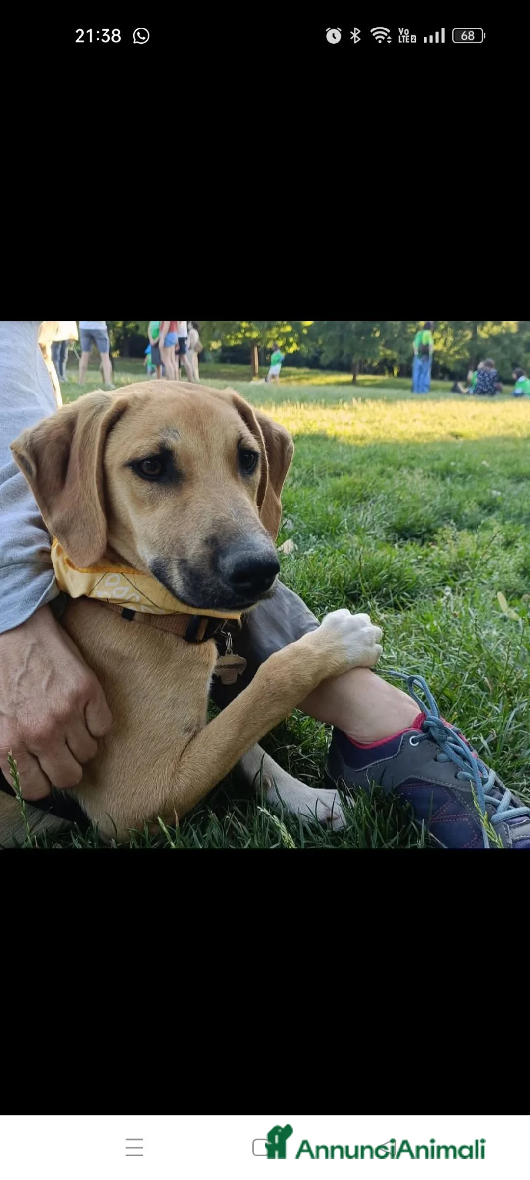 Meticcio cani in regalo: Franck  - Annuncio 2
