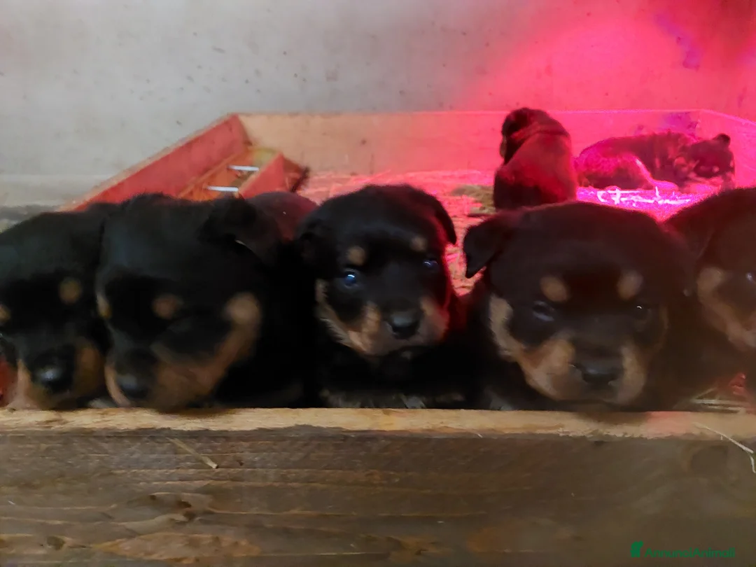 Rottweiler cani in vendita: Cuccioli di Rottweiler  - Annuncio 4