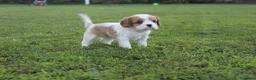 Cavalier King cani in vendita: Ultimo cucciolo di Cavalier King con Pedigree - Annuncio 2