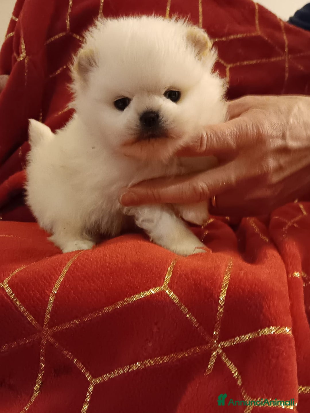 Volpino Pomerania cani in vendita: Volpino di Pomerania con pedigree ENCI  a Provincia di Treviso - Annuncio 1