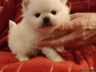 Volpino Pomerania cani Volpino di Pomerania con pedigree ENCI a Provincia di Treviso - Annuncio 5