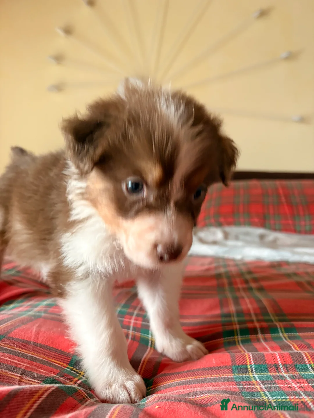 Australian Shepherd cani in vendita: Aussie - Annuncio 9