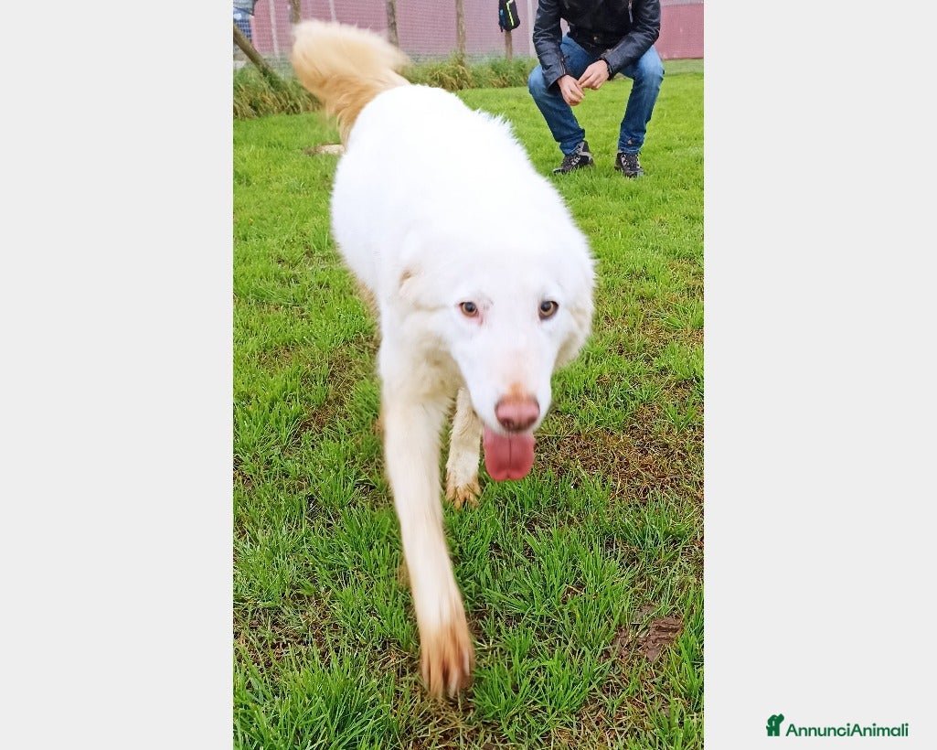 Meticcio cani Melanie, derivata maremmana, cresciuta in canile a Latina - Annuncio 42