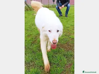 Meticcio cani Melanie, derivata maremmana, cresciuta in canile a Latina - Annuncio 8