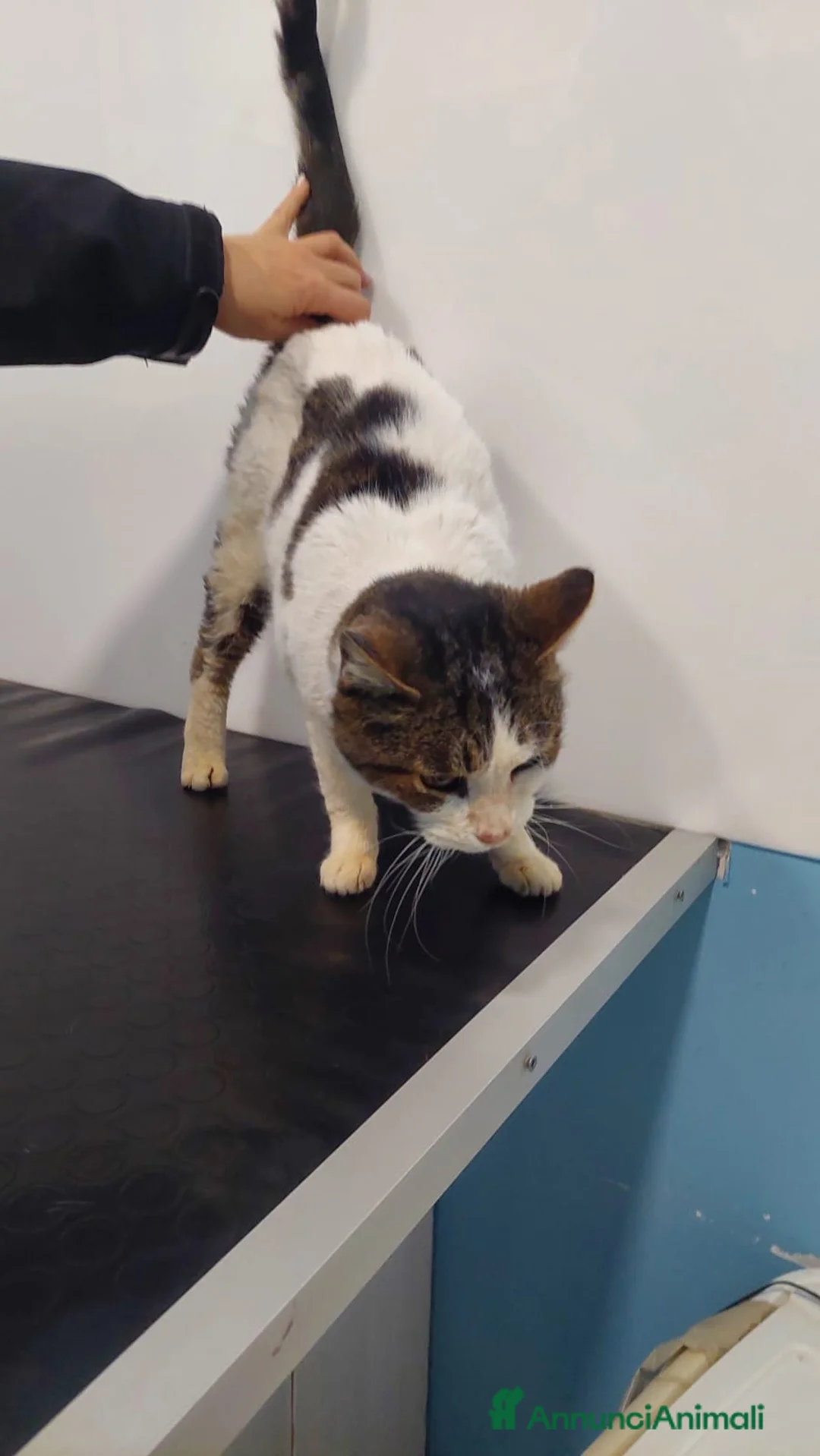 Meticcio gatti in regalo: GATTA SPECIALE - Annuncio 2