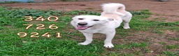 Meticcio cani in regalo: SHERLOCK 💙 nato per correre e giocare a Provincia di Vicenza - Annuncio 2