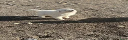 Pastore Abbruzzese Maremmano cani in vendita: Cuccioli maschi di pastore abruzzese - Annuncio 3