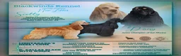 Cocker americano cani in vendita: Cuccioli di Cocker Americano - Annuncio 7
