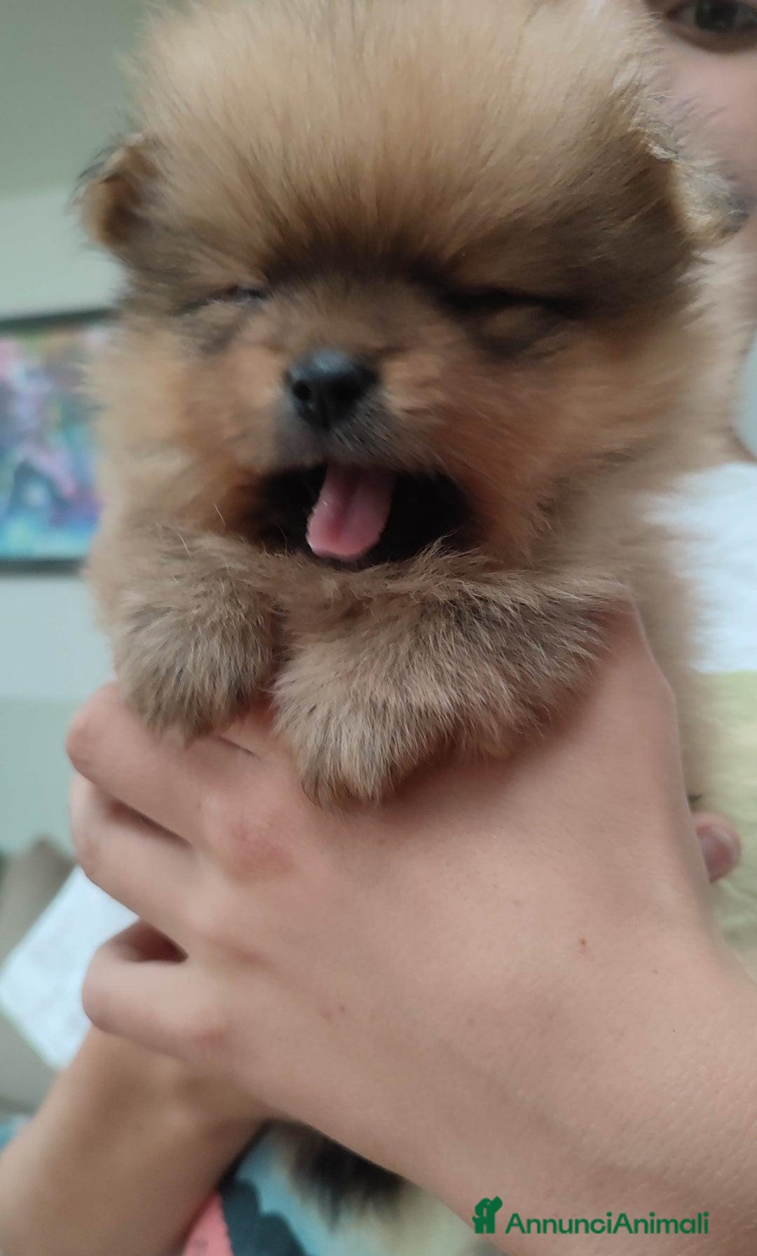 Volpino Pomerania cani in vendita: Cuccioli di Pomerania - Annuncio 13