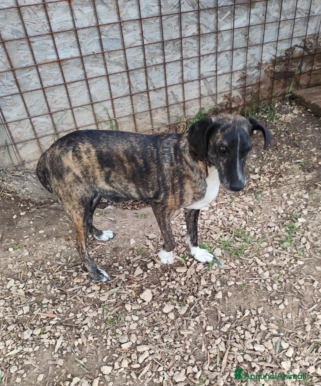 Meticcio cani in regalo: Cannella... adozione del SUPER CUORE ❤️ - Annuncio 2