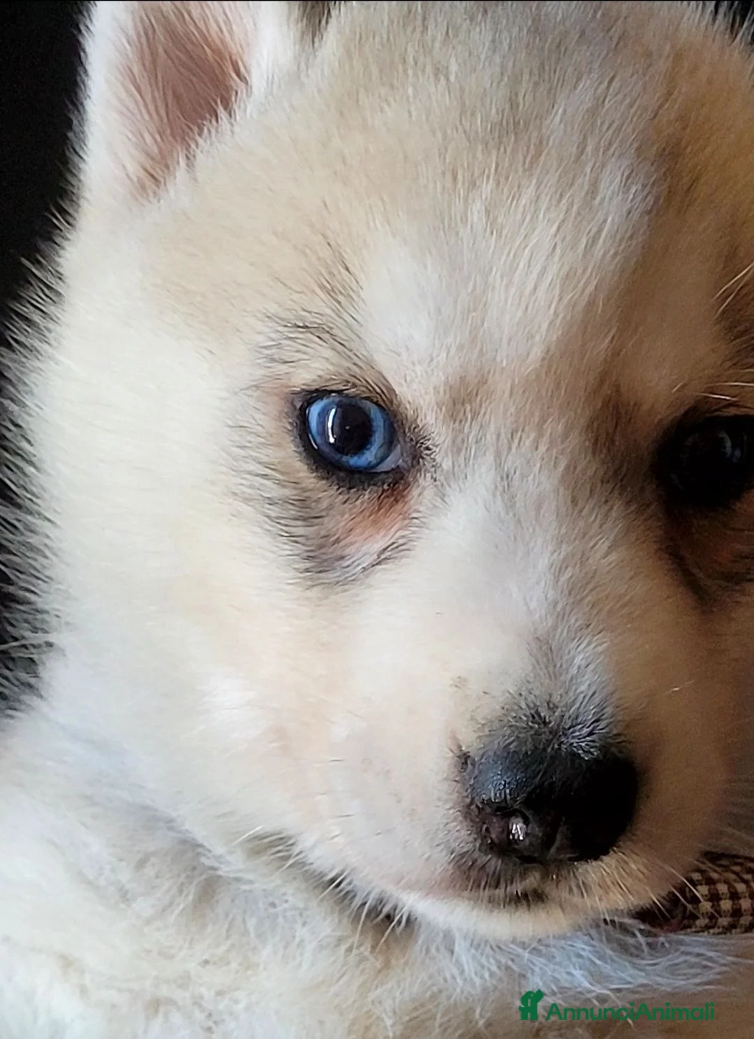 Husky cani in vendita: SIBERIAN HUSKY CUCCIOLATA CON PEDIGREE  - Annuncio 2