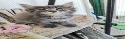 Maine Coon gatti in vendita: Maine coon  - Annuncio 6