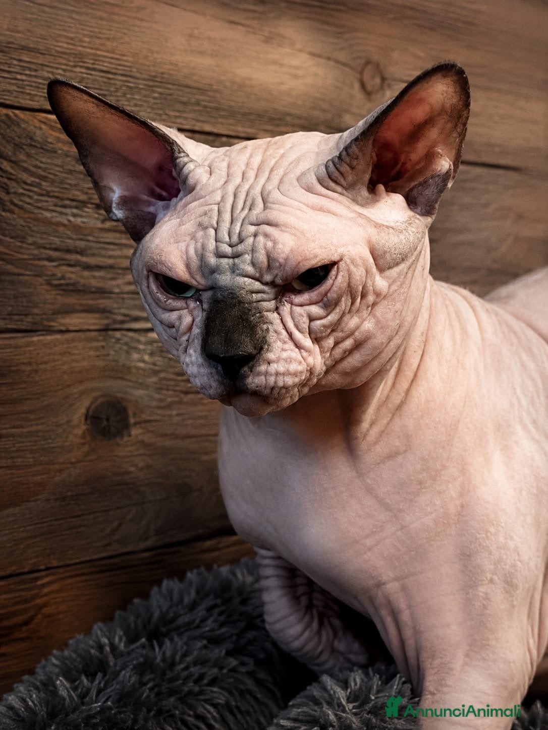 Sphynx gatti Sphynx  - Annuncio 4