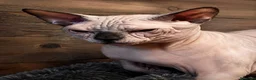 Sphynx gatti per accoppiamento: Sphynx  - Annuncio 1