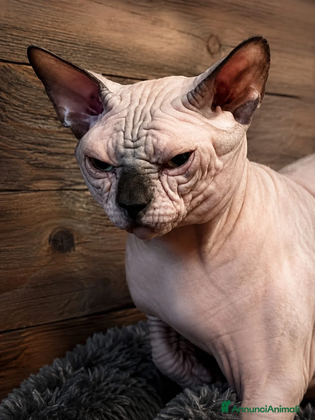 Sphynx gatti per accoppiamento: Sphynx  - Annuncio 1