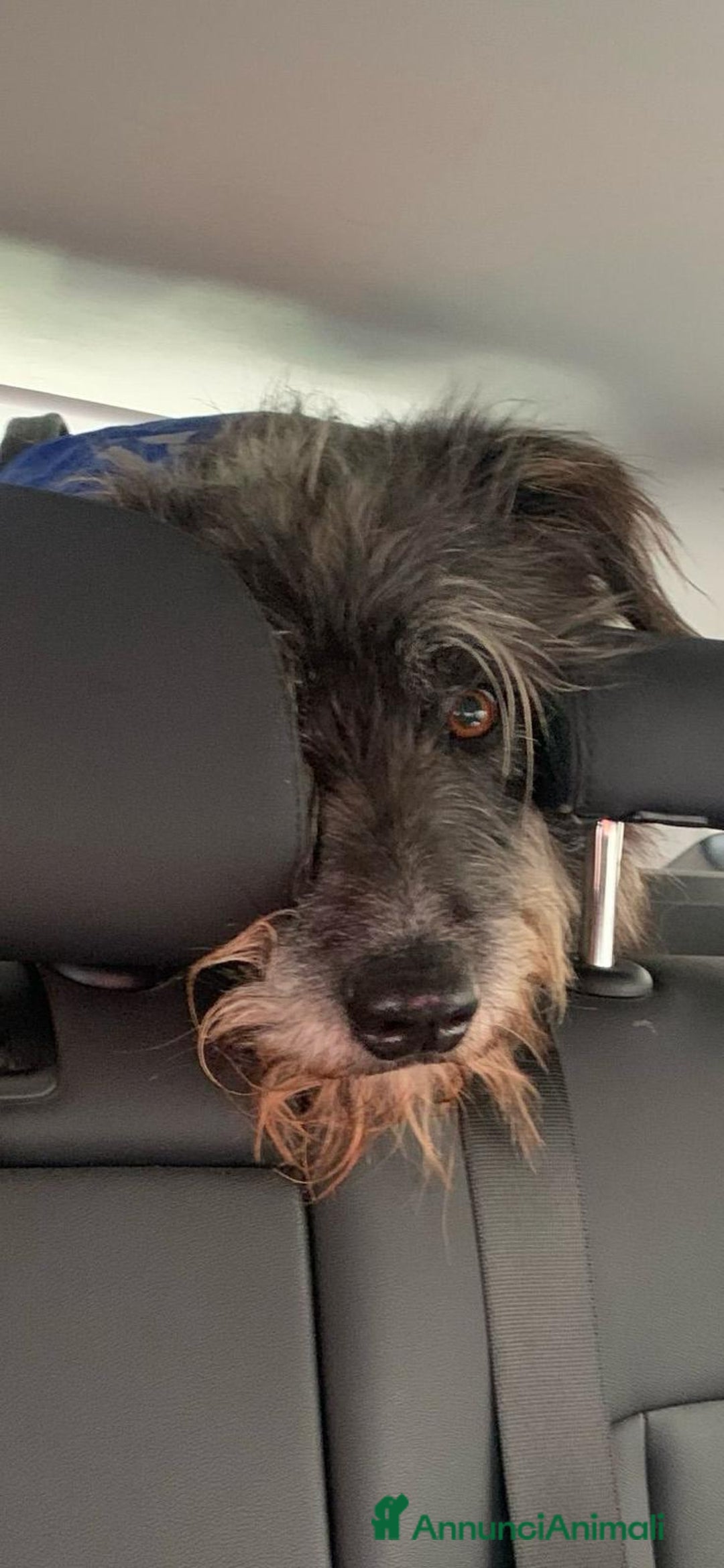 Meticcio cani in regalo: Benji un gigante affettuosissimo a Città Metropolitana di Milano - Annuncio 5