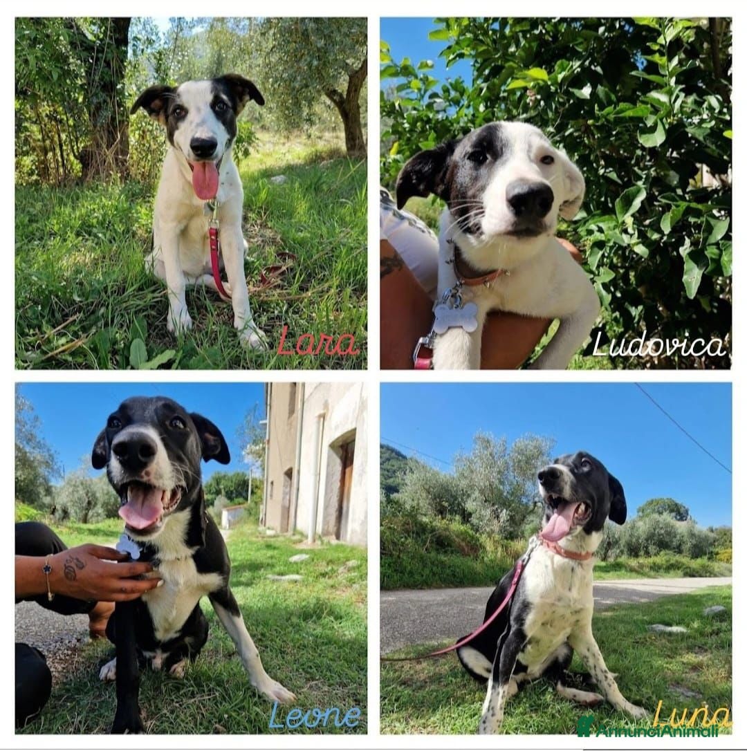 Altre razze cani CUCCIOLI  - Annuncio 1