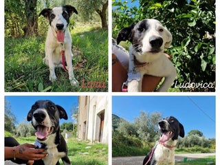 Altre razze cani CUCCIOLI - Annuncio 1