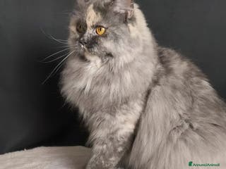 British gatti Gattina British longhair - Annuncio 13
