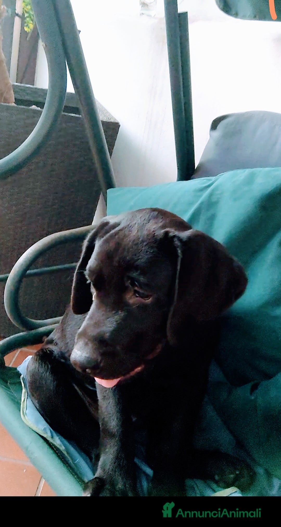 Labrador cani in vendita: Labrador  a Città metropolitana di Roma Capitale - Immagine 12