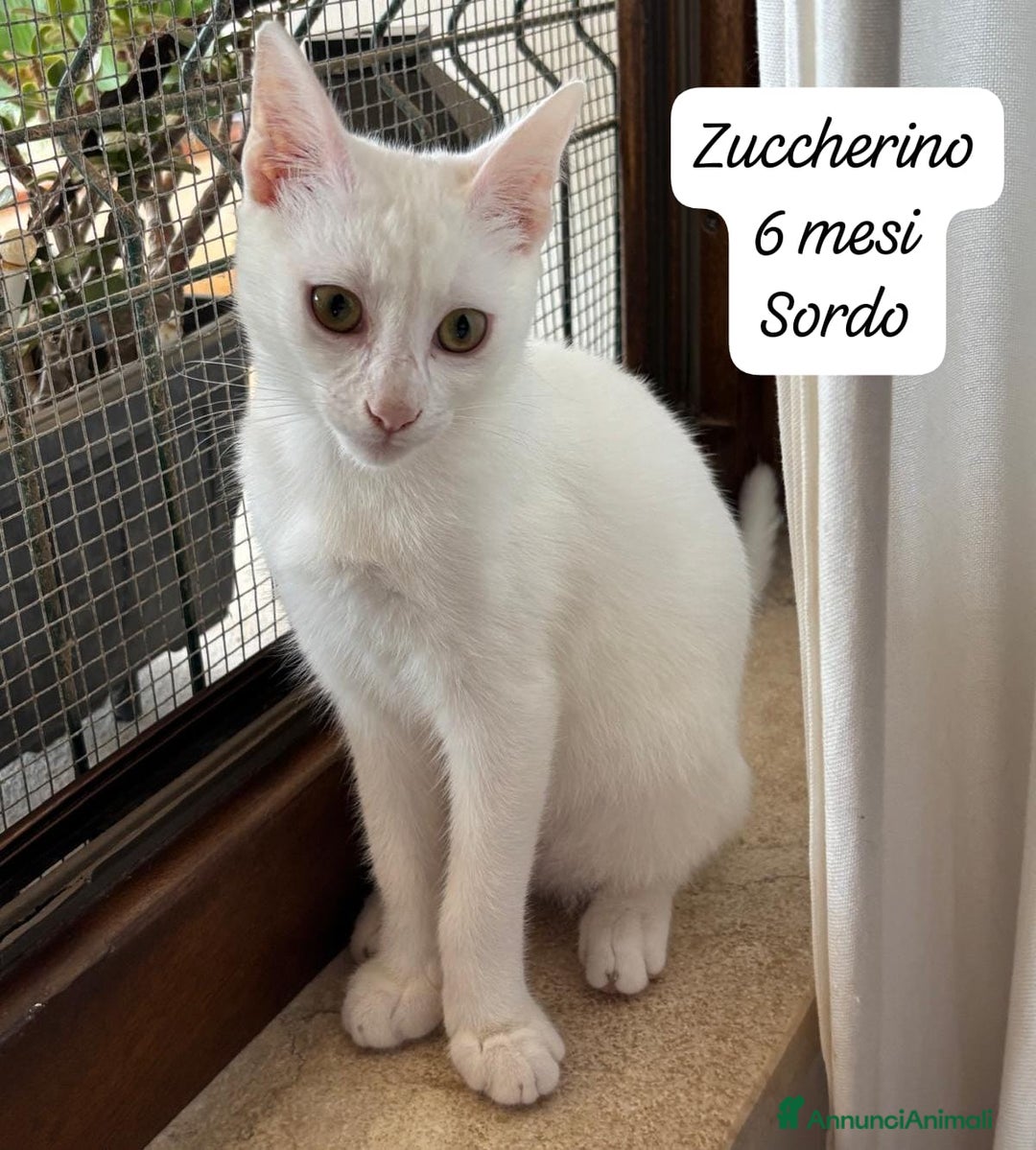 Europeo gatti in regalo: Gattini desiderosi di trovare famiglia  - Annuncio 3