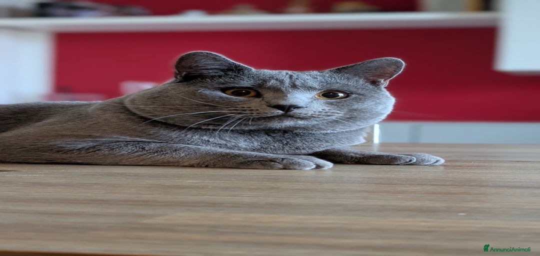 Immagine della galleria {{count}}