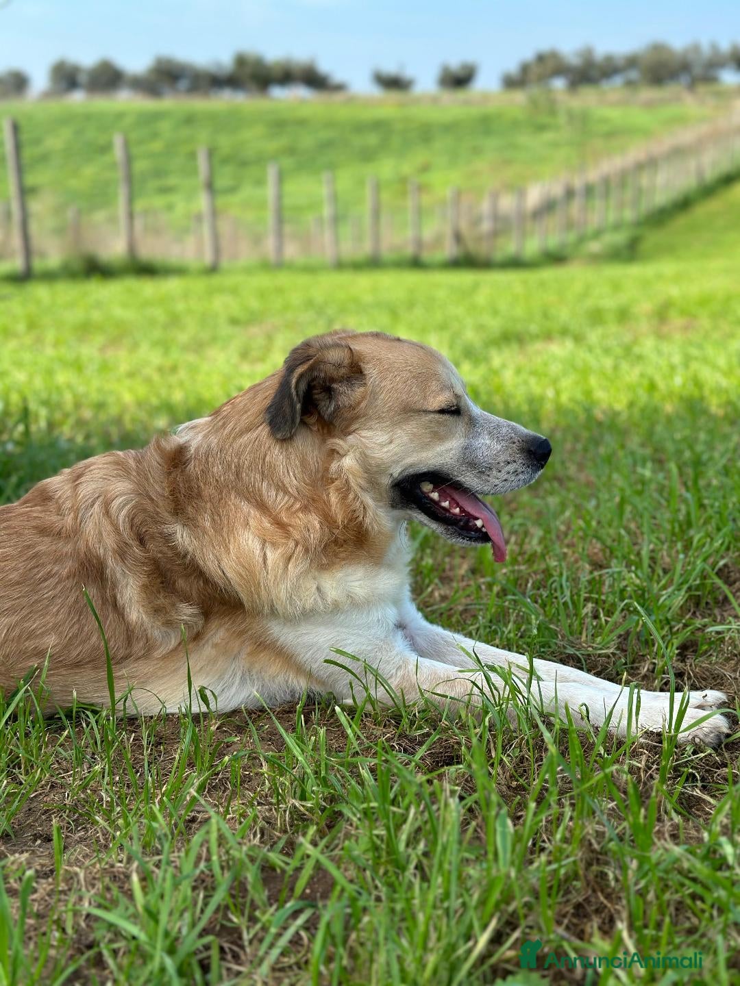 Meticcio cani in regalo: Ronny, 2 anni a Provincia di Bergamo - Immagine 6