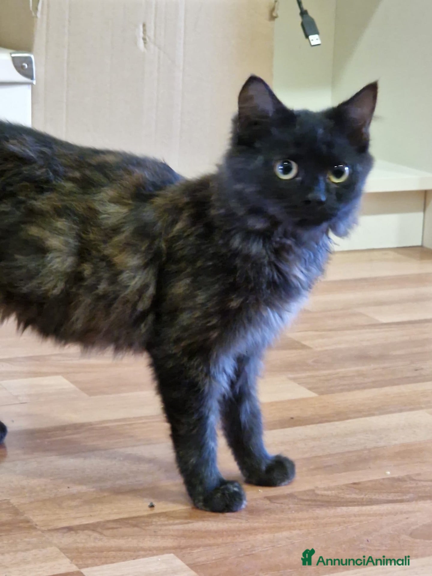 Altre razze gatti in regalo: CERCA CASA 🏡  - Annuncio 12