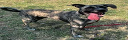 Meticcio cani in regalo: VITO CERCA CASA - Annuncio 14