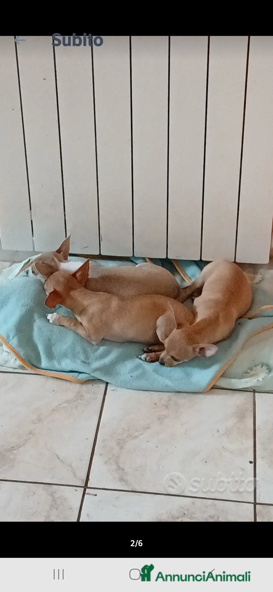 Chihuahua cani in vendita: Cuccioli chihuahua - Annuncio 37