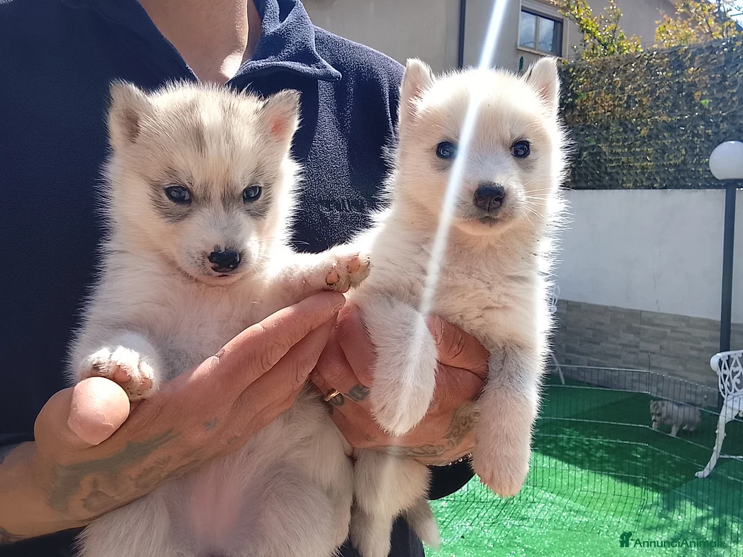 Husky cani in vendita: Siberian Husky  - Annuncio 1