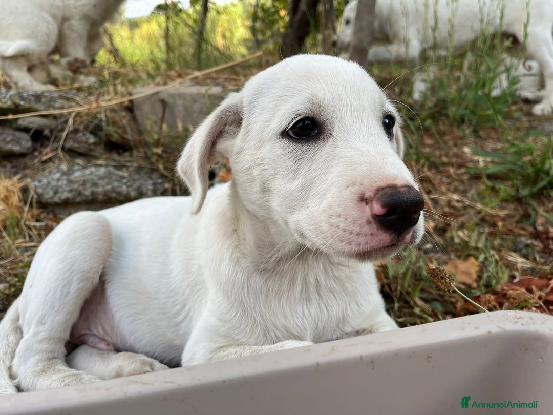 Pastore Maremmano cani in regalo: Rocky splendido cucciolo merita una famiglia  - Annuncio 6