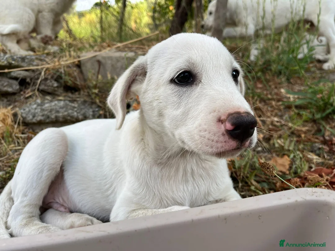 Pastore Maremmano cani in regalo: Rocky splendido cucciolo merita una famiglia  - Annuncio 6