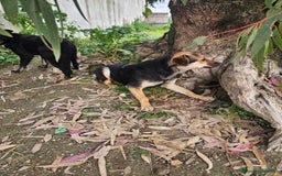 Meticcio cani in regalo: Andrea: 1anno taglia contenuta timido dolce  a Città Metropolitana di Genova - Immagine 13