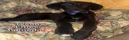 Meticcio cani in regalo: TROPPI CUCCIOLI SOLI IN RIFUGIO  a Provincia di Verona - Annuncio 6