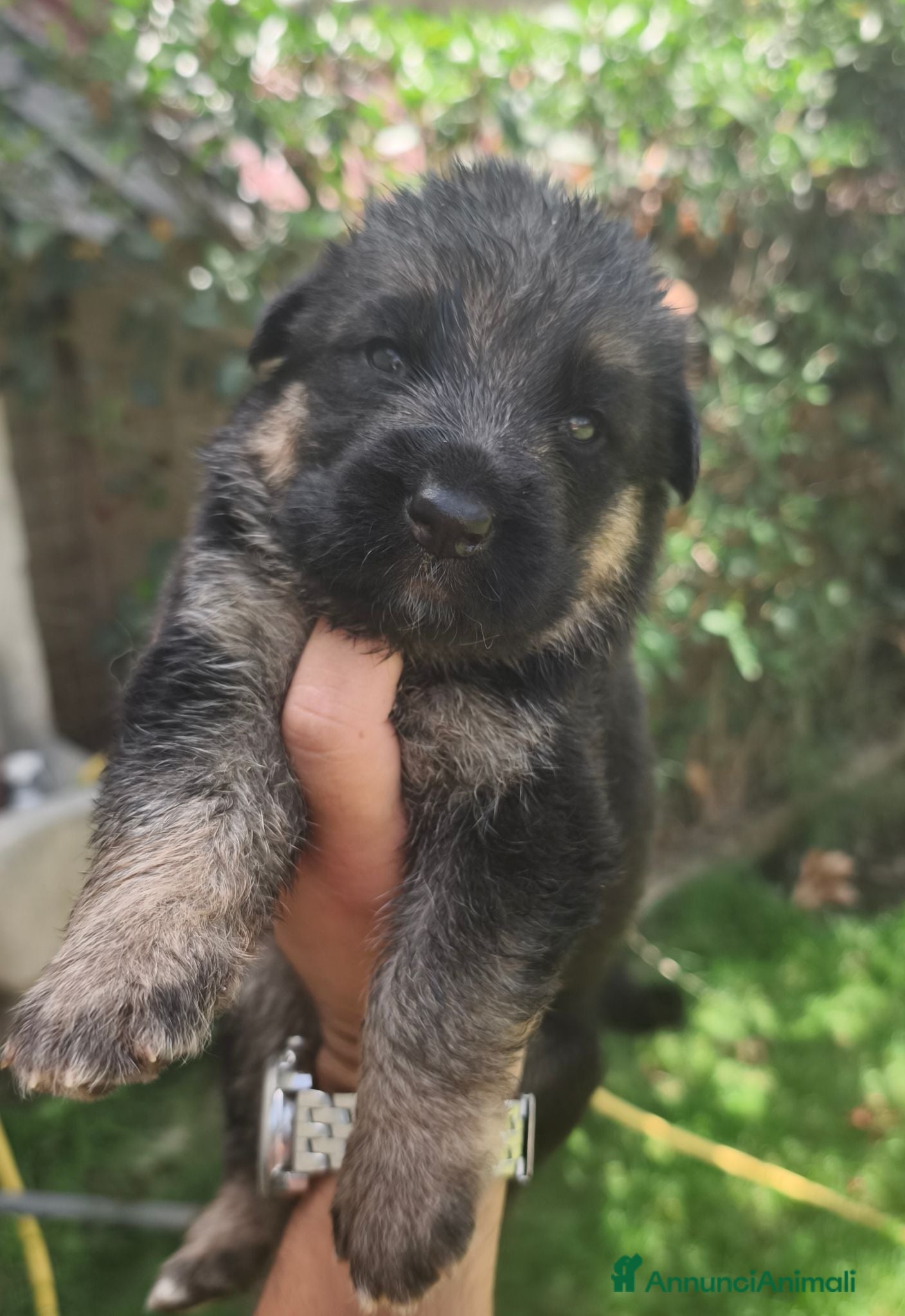 Pastore Tedesco cani Cuccioli Pastore Tedesco altissima genealogia. - Annuncio 2