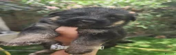 Pastore Tedesco cani in vendita: Cuccioli Pastore Tedesco altissima genealogia. a Provincia di Treviso - Annuncio 1