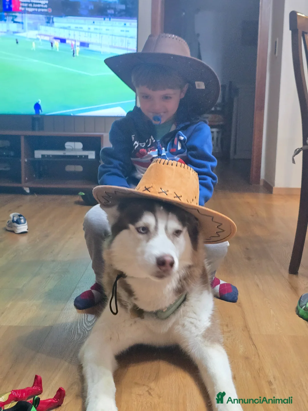 Husky cani per accoppiamento: Trek cerca amore a Provincia di Perugia - Annuncio 2