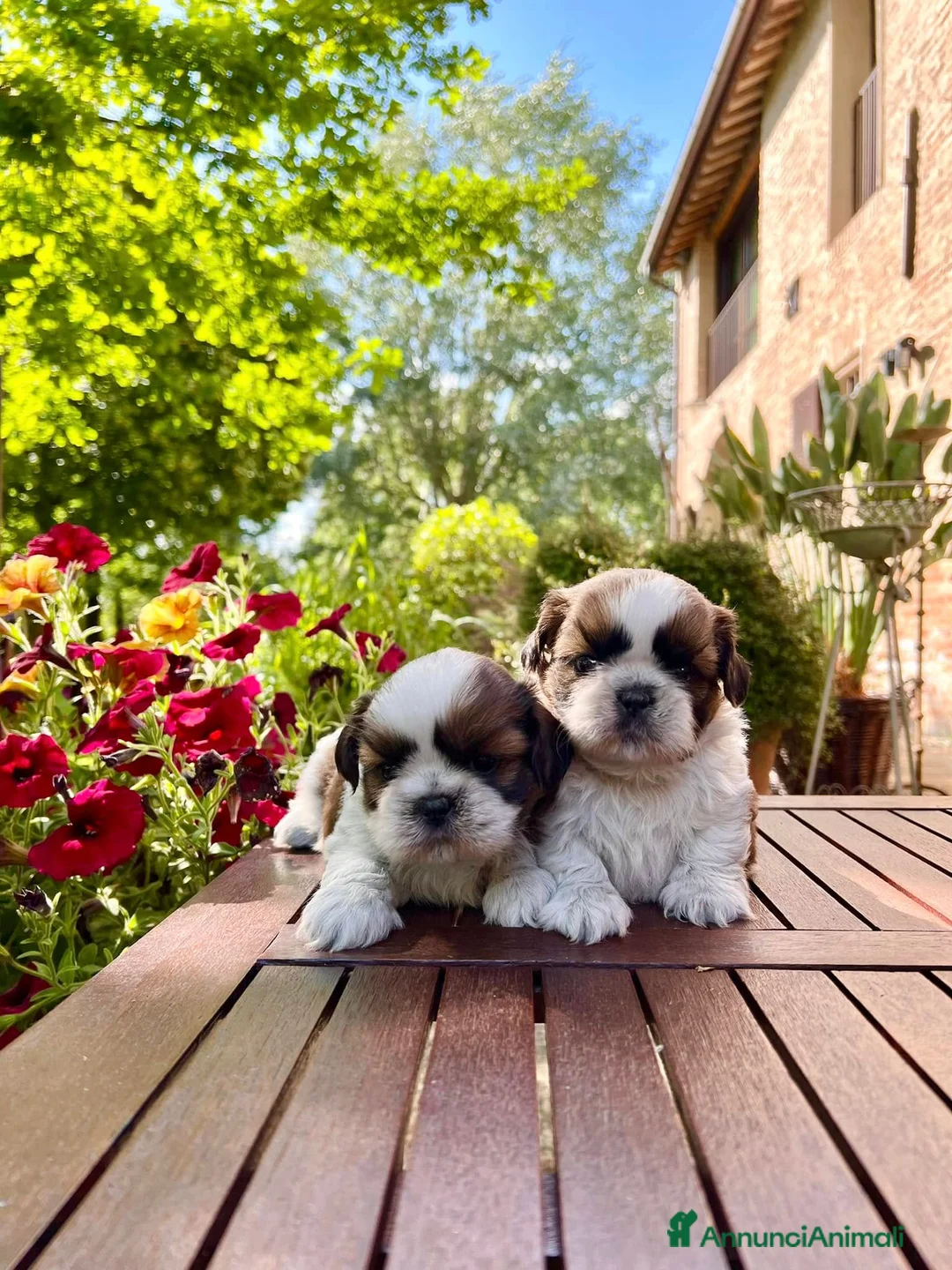 Shih Tzu cani in vendita: Bellissimi Shihtzu a Città Metropolitana di Firenze - Annuncio 2