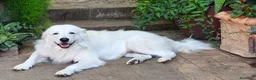 Pastore Abbruzzese Maremmano cani in vendita: Cuccioli di Pastore Maremmano con Pedigree a Città metropolitana di Roma Capitale - Annuncio 12