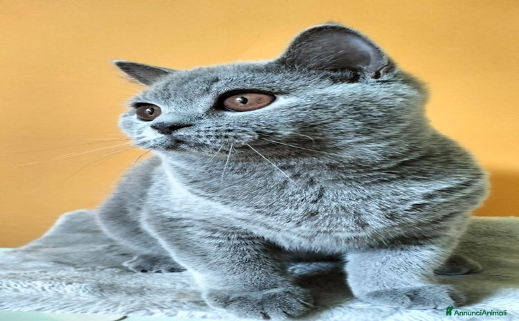 British gatti a Монца и Брианца - Annuncio 7